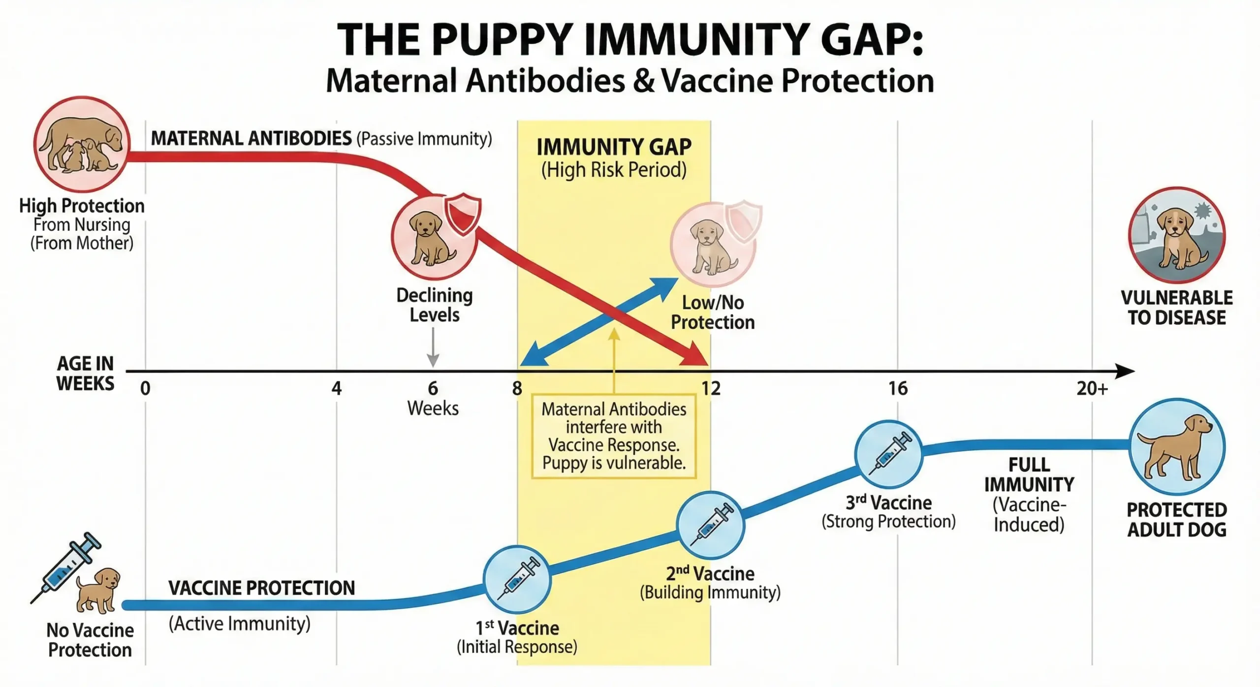 Infographic showing the immunity gap in infants when maternal antibodies decline before vaccine protection increases.