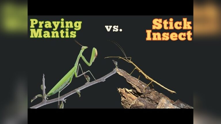 What is the Difference between a Walking Stick And a Praying Mantis