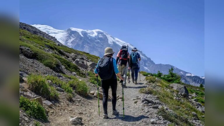 What is the Significance of an Abundance of Walking Sticks