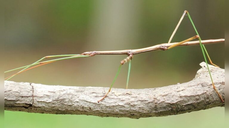 What is the Spiritual Meaning of a Walking Stick Insect
